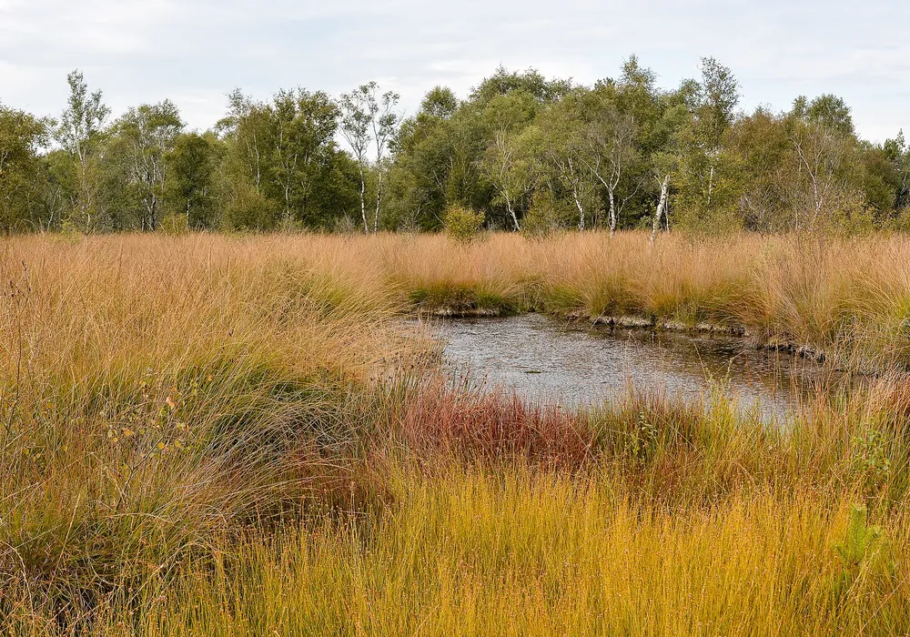 Moortümpel zwischen herbstlich gefärbtem Gras, dahinter Birken